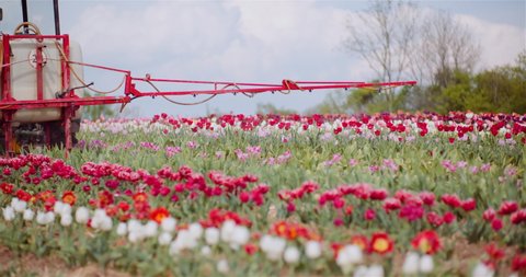 Tractor Spraying Chemicals on Tulips Flower Plantation