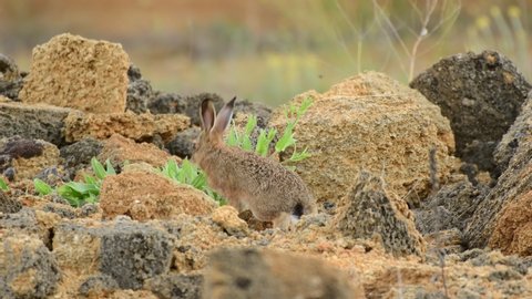 Cute hare sitting on a natural stone and eating grass, Lepus europaeus