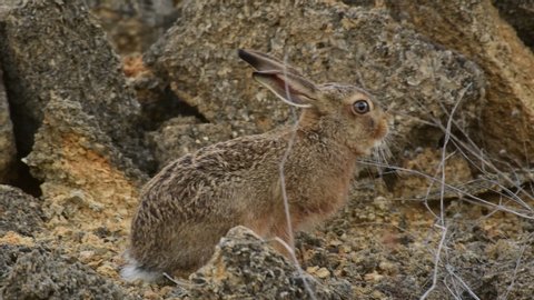 European cute hare sitting on a natural stone, Lepus europaeus