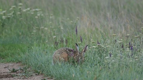 European hare eats grass on the edge of a rural road, Lepus europaeus