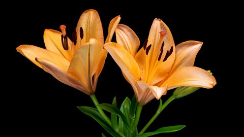 Beautiful orange Lily flower buds blooming timelapse, extreme close up. Time lapse of fresh Lilly opening closeup. Isolated on Black background. 4K UHD
