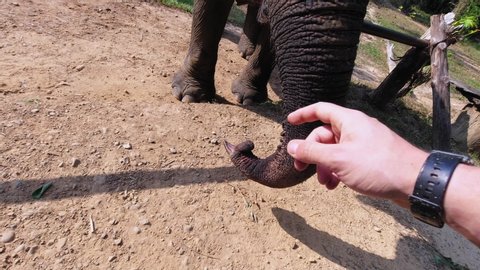A man's hand tickling the tip of the elephant's trunk in Khao Sok National Park in Surat Thani, Thailand - closeup shot