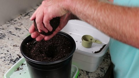 Small garlic plant in a peat pot replanted into a larger container of potting soil on a kitchen counter. Garlic plant in a peat pot being transplanted into a larger container of garden soil indoors