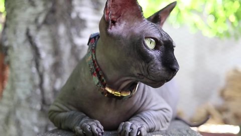 Sphynx Stock Video Footage 4k And Hd Video Clips Shutterstock