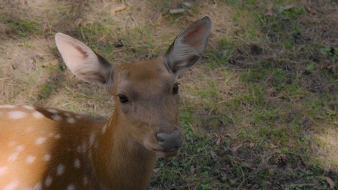 Close-up: a Spotted young wild deer lies on the ground in the sunlight and looks at the camera. Wild hoofed animals rest in nature, in the open air. An animal in nature. Slow motion, 4K