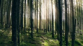 Sunny magical forest in the rays of the rising sun in the morning time. Powerful trees and light haze. Magnificent sunrise in the forest, rays make their way through the branches of trees. Gimbal shot - Powered by Shutterstock - Get 15% off with code: PIKWIZARD15