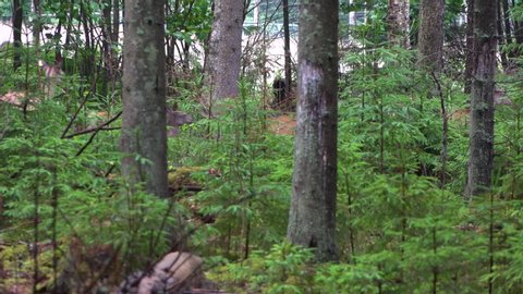 Deer run through the forest, dark trees in the foreground