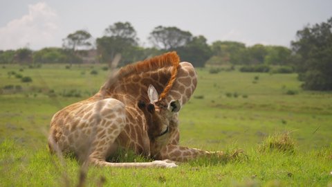 Pan of giraffe lying on hill eating grass