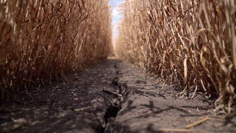 Stalks of ripe wheat with dried earth in a field span camera