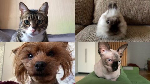 Fun concept. Group of animals friends using video conferencing technology. Diverse pets look at web camera listen webinar lecture participate video call chat, online training webcast. Screen view