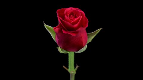 4K Time Lapse of blooming red Rose flower. Life and Death beautiful Rose. Close up Timelapse of blossom big single flower on black background.
