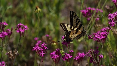 Pollinating Tiger Swallowtail Butterfly In Slow Motion.