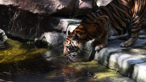 Sumatran Tiger drinking in a river in a natural park - Panthera tigris sumatrae