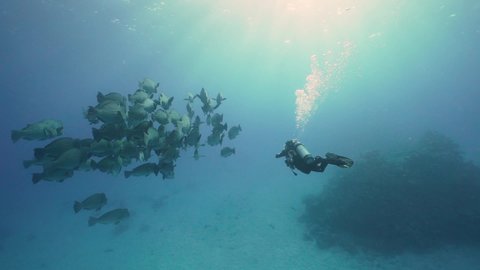 Female Scuba Divers and enormous school of Humphead Parrot Fish (Bumphead Parrot Fish) at Sunrise. Coral Reef and crystal blue water. Shot full frame on a Sony A7III on the Great Barrier Reef.