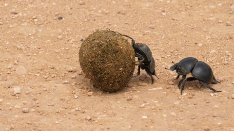 Close up of female Flightless dung beetle rolling large dung ball, male following, not helping, Addo Elephant National Park