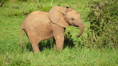 Close up isolated baby African Elephant in Addo Elephant National Park, swings trunk and plays with grass