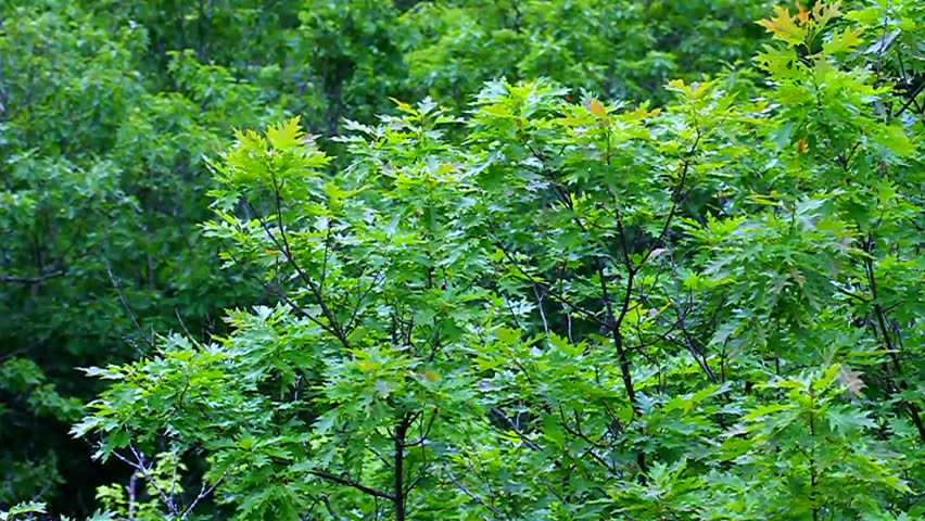 Northern Red Oak (Quercus rubra) leaves sway in the breeze at Porcupine Mountains Wilderness State Park in Michigan
