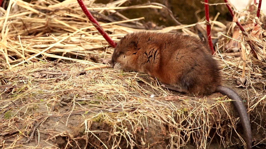 A wild muskrat cleans its fur on the shore of a river. Filmed in Canada.