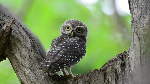 Cute owl with big eyes perching on hold nest turning head around looking at camera in the morning hour with natural green background ,HD video. Beautiful spotted owlet in peaceful forest,rear view.