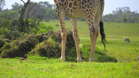 Tilt from feet to head of giraffe standing wagging tail overlooking land