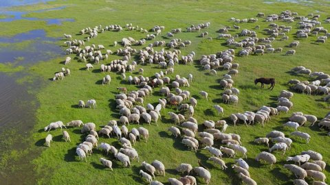 Aerial view flock of sheep grazing on pasture. Drone shot of beautiful summer landscape, flock of sheep a few goats and one donkey on meadow near river and lake