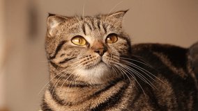Cute playful tabby Scottish Fold cat stalking it's favorite toy with it's eyes, shows coping with home quarantine and social distancing with a pet to support mental health during covid-19 pandemic