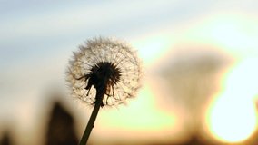 CLOSE UP Dandelion At Sunset - Powered by Shutterstock - Get 15% off with code: PIKWIZARD15