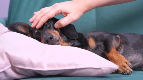 Owner gently and carefully strokes with hand cute tired sleeping dachshund dog on the pillow so as not to wake up and disturb. Pet is resting during rehabilitation after illness or hard day.