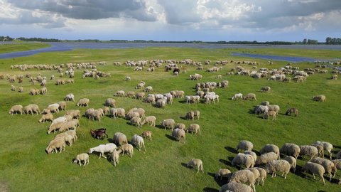 Aerial view flock of sheep grazing on pasture. Drone shot of beautiful summer landscape, flock of sheep a few goats and one donkey on meadow near river and lake