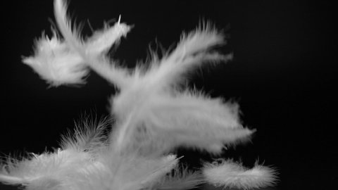 Slow motion video shot of white fluffy feathers flying over black background