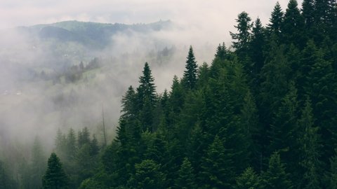 Misty Landscape Fir Forest Hipster Vintage Stock Photo 695934271 ...