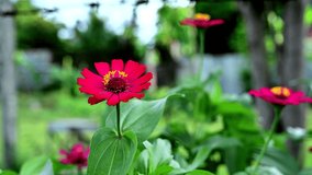 Beautiful red flower close up footage view in shallow depth of field shot and bokeh background