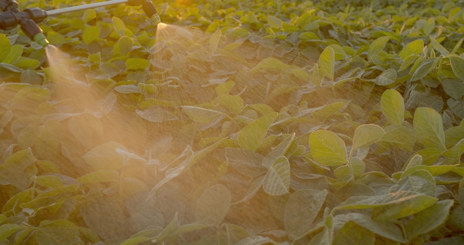 Spray ecological pesticide. Farmer fumigate in protective suit and mask Spraying Fertilizers on soybean plant field. Man spraying toxic pesticides, pesticide, insecticides Royalty-Free Stock Footage #1055465555