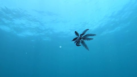 Crinoid Feather star swimming underwater in slow motion