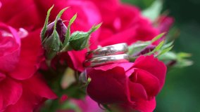 Two wedding rings lie on top of each other on red rose buds: wedding concept, tenderness and love. Wedding greeting video card. Video greeting card for Valentine's day