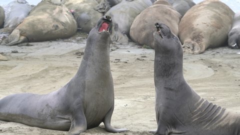  young male elephant seals on a beach in California shoeing off and practicing fighting skills.