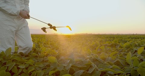 Spray ecological pesticide. Farmer fumigate in protective suit and mask Spraying Fertilizers on soybean plant field. Man spraying toxic pesticides, pesticide, insecticides