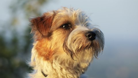 Amazing puppy of wire hair Jack Russel terrier barking at camera watching sun shining at sunset time staying in the park. Pet portrait. Funny dogs.