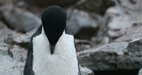 MS Chinstrap Penguin (Pygoscelis antarcticus) preening at Half Moon Island / Antarctica