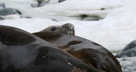 SLO MO CU Two elephant seals (Mirounga leonina) lying on snow / Torgersen Island, Antarctic Peninsula, Antarctica