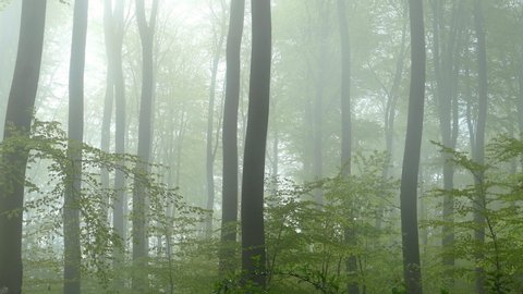 WS PAN Beech forest in fog in spring / Kollig, Rhineland-Palatinate, Germany