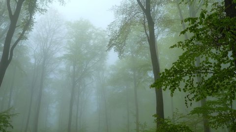 WS PAN Beech forest in fog in spring / Kollig, Rhineland-Palatinate, Germany