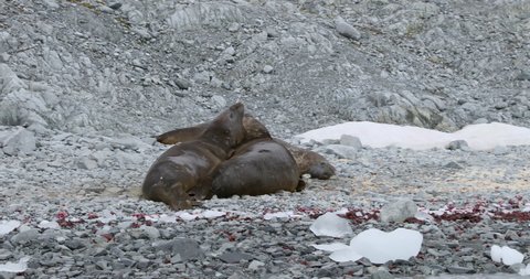 MS Southern elephant seals (Mirounga leonina) lying on rocks at Torgersen Island / Antarctic Peninsula, Antarctica
