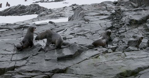 SLO MO MS Southern elephant seals (Mirounga leonina) on rocks at Torgersen Island / Antarctic Peninsula, Antarctica