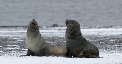 MS Fur seals (Arctocephalus gazella) fighting on snow at Deception Island / Antarctic Peninsula, Antarctica