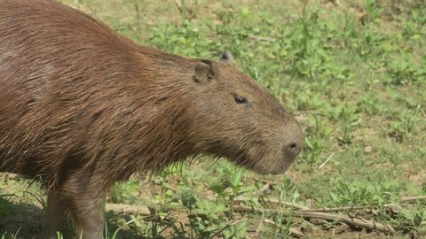 Capybara is The largest rodent species in the world, Life in Bolivia, South America. The capybara is a giant cavy rodent native to South America. It is the largest living rodent in the world. 