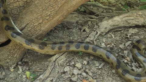 Anaconda Rainforest Stock Video Footage 4k And Hd Video Clips Shutterstock