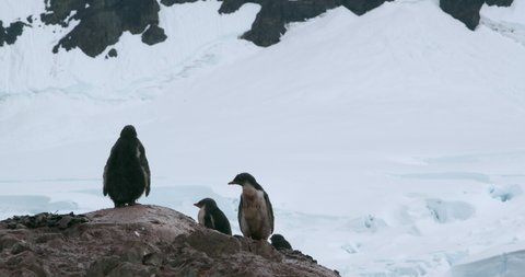 MS Gentoo Penguin chicks (Pygoscelis papua) on rock in snow covered landscape / Neko Harbor, Antarctic Peninsula, Antarctica