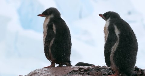 MS Gentoo Penguin chicks (Pygoscelis papua) on rock / Neko Harbor, Antarctic Peninsula, Antarctica