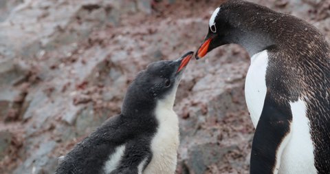 CU Gentoo Penguin (Pygoscelis papua) feeding chick / Neko Harbor, Antarctic Peninsula, Antarctica